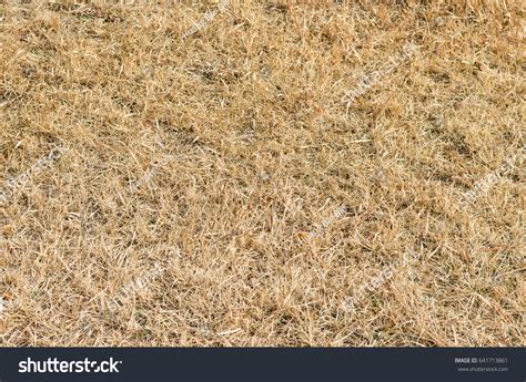 433445 Yellow Grass Texture Images Stock Photos And Vectors Shutterstock