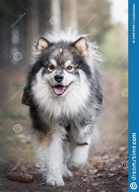 Portrait Of A Finnish Lapphund Dog Outdoors Stock Image Image Of