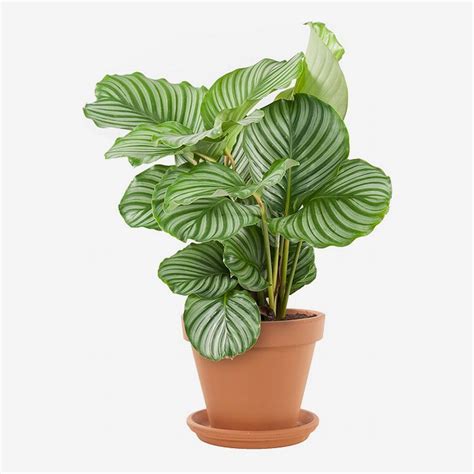 the most underexposed and underrated plants according to experts calathea orbifolia calathea