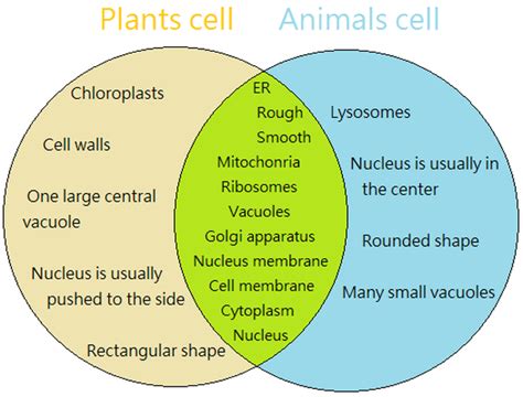 Animal cells and plants cells have the following differences: Animal and Plant cells - Cells