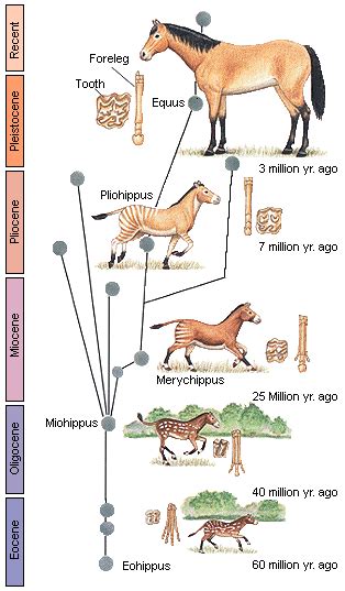 Information The Evolution Of Horses