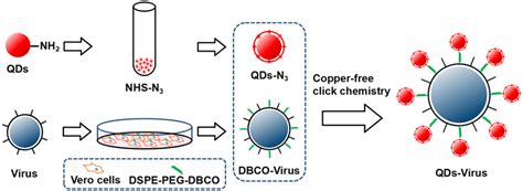 Schematic Illustration Of Virus Labeling Via Click Chemistry And