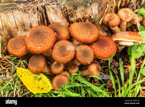 Edible Forest Mushroom Armillaria Mellea Commonly Known As Honey