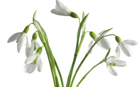 3840x2160 Resolution White Snowdrop Flowers In Closeup Photo Hd