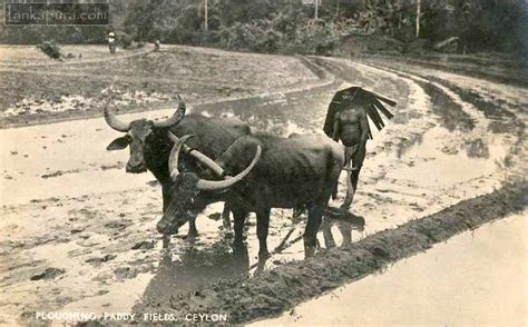 water buffalo ploughing paddy fields