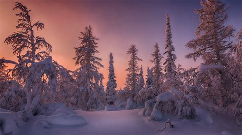 Forest Snow Covered Spruce Trees During Sunset Hd Winter Wallpapers