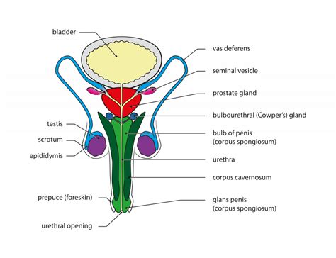 Male Reproductive System Labelled Simple