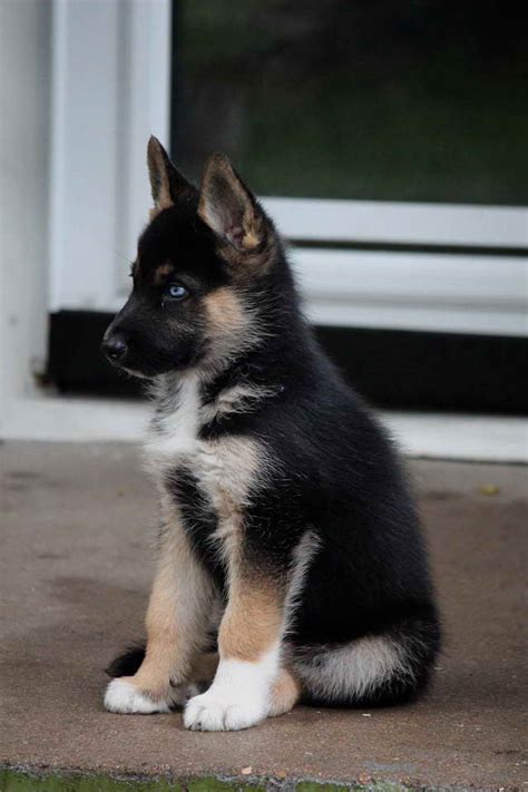 German shepherd pics of huskies. Husky And German Shepherd Mix Puppy | PETSIDI