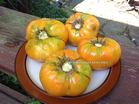 Orange Kentucky Beefsteak Renaissance Farms Heirloom Tomato Seeds