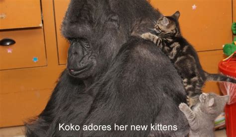 Koko The Gorilla Adopts A Couple Of Adorable Kittens On Her 44th Birthday