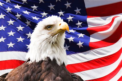 Bald Eagle And A Flag Free Stock Photo Public Domain Pictures