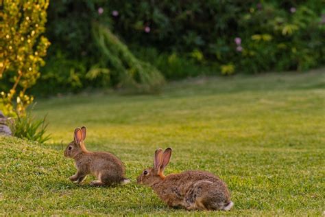 How To Keep Rabbits From Eating Your Plants Better Homes And Gardens