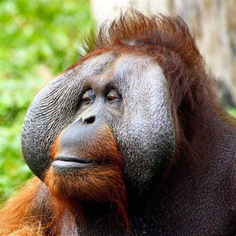 Tapanuli Orangutan Endangered Species Endangered Wonders