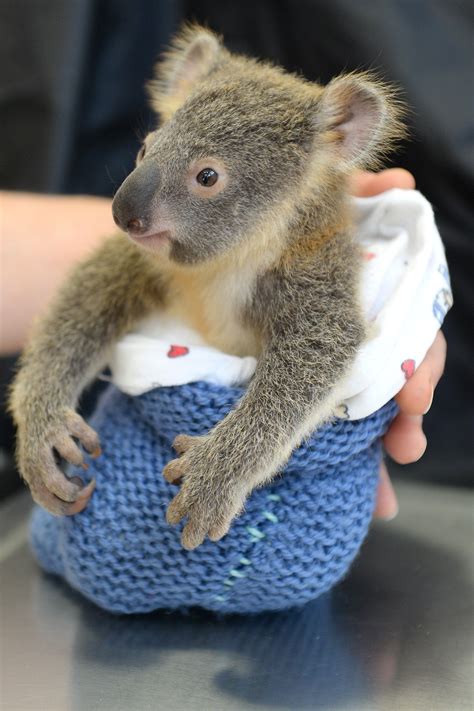 Baby Koala Didnt Leave His Mothers Side In The Hospital