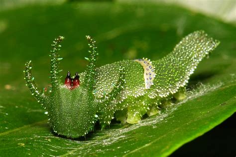 The Adventures Of The Dragonhead Caterpillar Australian Geographic