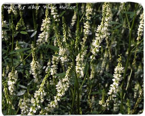 Melilotus Albus ‘white Sweet Clover 200 Seeds Papaver Somniferum