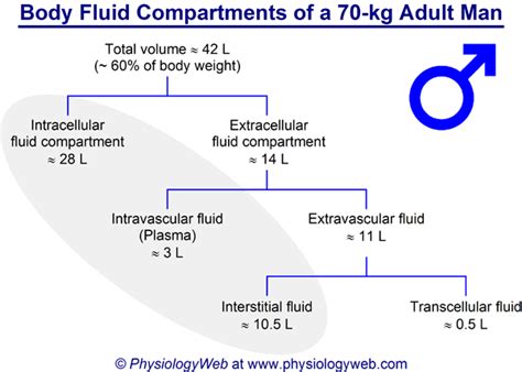 Physiology Figure Body Fluid Compartments Of A 70 Kg Adult Man