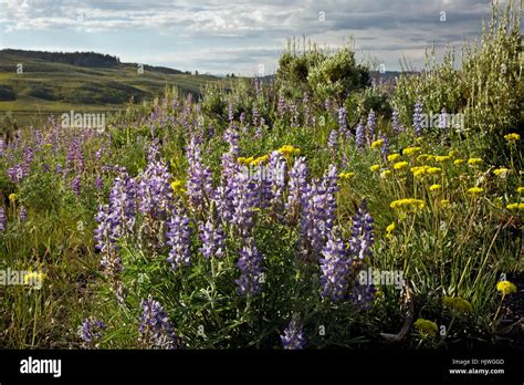 Wyoming Wildflower Covered Hillside Overlooking The Yellowstone River