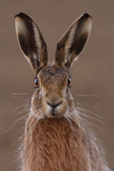 Content In A Cottage English Hare Portrait