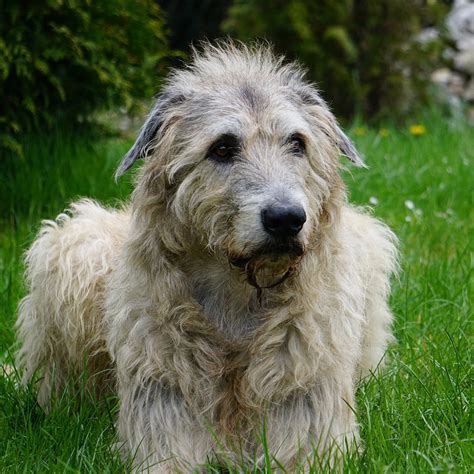 Irish Wolfhound Pedigree Database