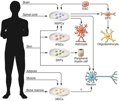 the figure demonstrates transplantation of different sources of stem download scientific