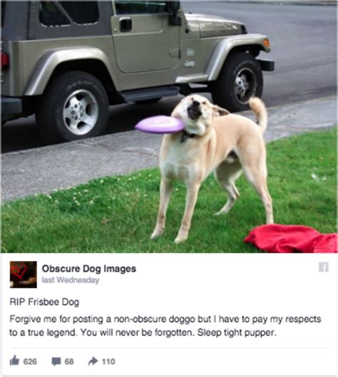 We did not find results for: Doge The Dog Death - apsgeyser