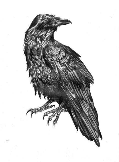 Raven By Puistopulu On Deviantart Raven Tattoo Raven Pictures Raven