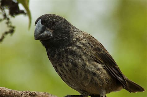 In order to evaluate the given expression to find the number of finches at , we will plugin for in the expression and simplify it. Les pinsons de Darwin toujours à l'avant-garde ...