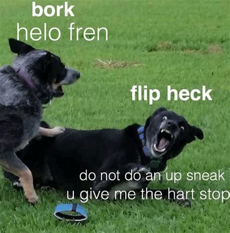 28 Dog Memes Heckin Factory Memes