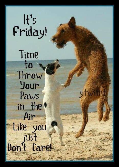 Good morning its friday meme. Its Friday Throw Your Paws Up | Its friday quotes, Funny ...