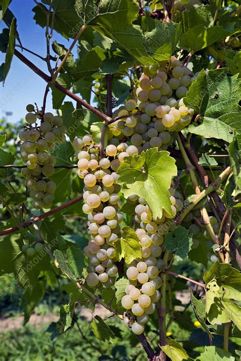 Riesling Grapes Stock Image C0273396 Science Photo Library