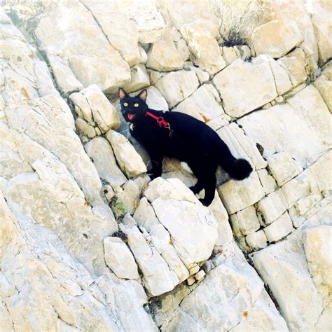 Climbing Cats Kittens Cats And Kittens