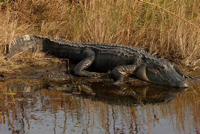 Swamp Ecosystem