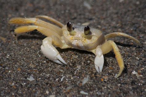 Florida Ghost Crab Photograph By Joseph Skalny Pixels