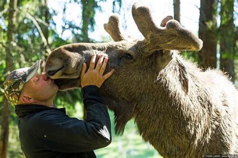 Meet The Man Who Sleeps With Moose — And You Can Too