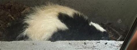 Skunk Mating And Birthing Cycle