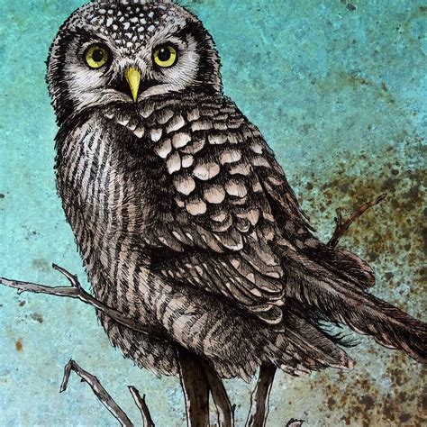 Owl Northern Hawk Owl Bird Drawing Pen And Ink Drawing Artwork