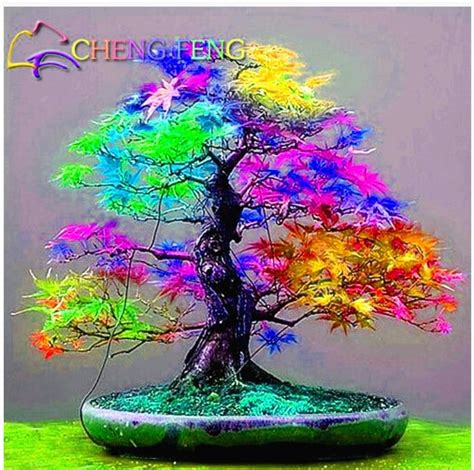 50pcs Japanese Changed Color Maple Seeds World Rare Rainbow Color Very