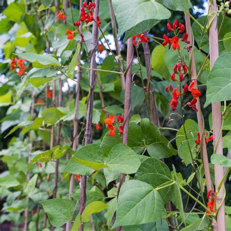 Scarlet Runner Beans Seeds Phaseolus Coccineus Flower Seed