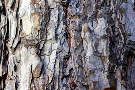 Beautiful Texture Pine And Spruce Wood Bark Background Closeup Stock