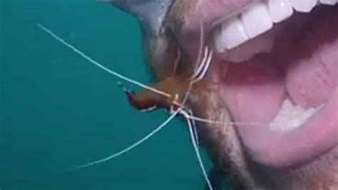 Man Lets Ocean Shrimp Clean His Teeth