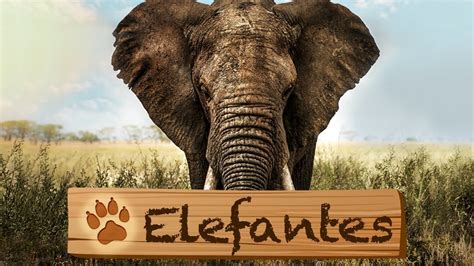 Elefantes 🐘 Animal Encounters Legendado Youtube