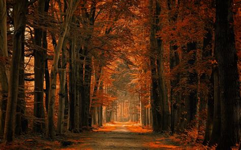 Sunlight Dry Grass Forest Sun Rays Trees Mist Dirt Road Amber Path Morning Fall