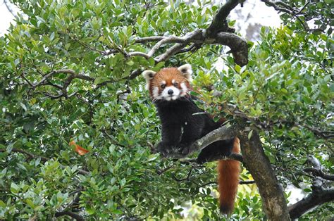 Lesser Panda Ishikawa Zoo Yukialmmisa Flickr