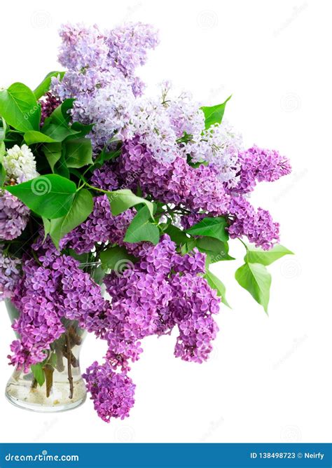 Fresh Lilac Flowers Stock Image Image Of Decor Natural 138498723