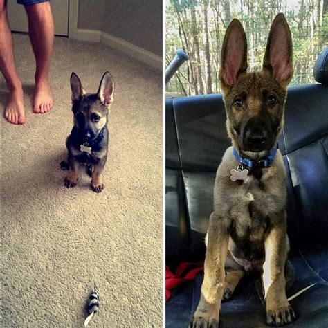 34 Photos That Prove German Shepherd Puppies Are The Purest Things In