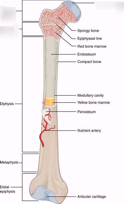 Anatomy Of A Long Bone Diagram Quizlet