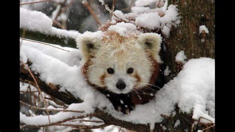 Buying a new bike is oftentimes an expensive purchase. Red panda facts 2! | Wild Animals! Amino