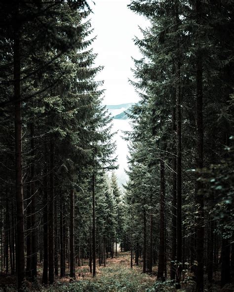 Forest Trees Pine Path Fog Hd Phone Wallpaper Peakpx
