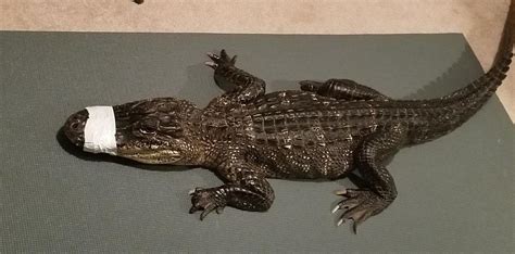 Mother Furious That 4 Foot Alligator Sold To Teen Son At Reptile Show